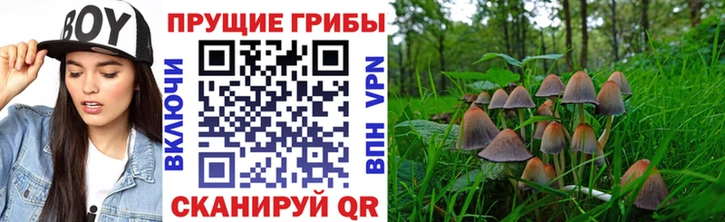 Псилоцибиновые грибы Psilocybe  Купить  Сосновка 